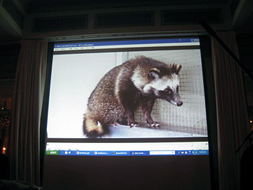 Tanuki Video Image